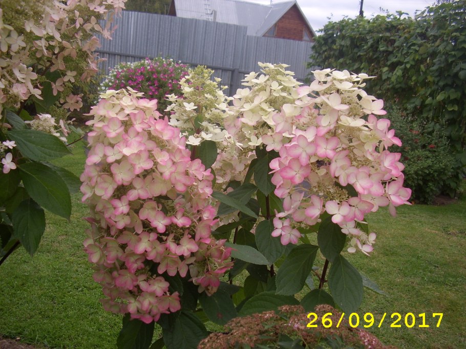 Hydrangea paniculata early Harry