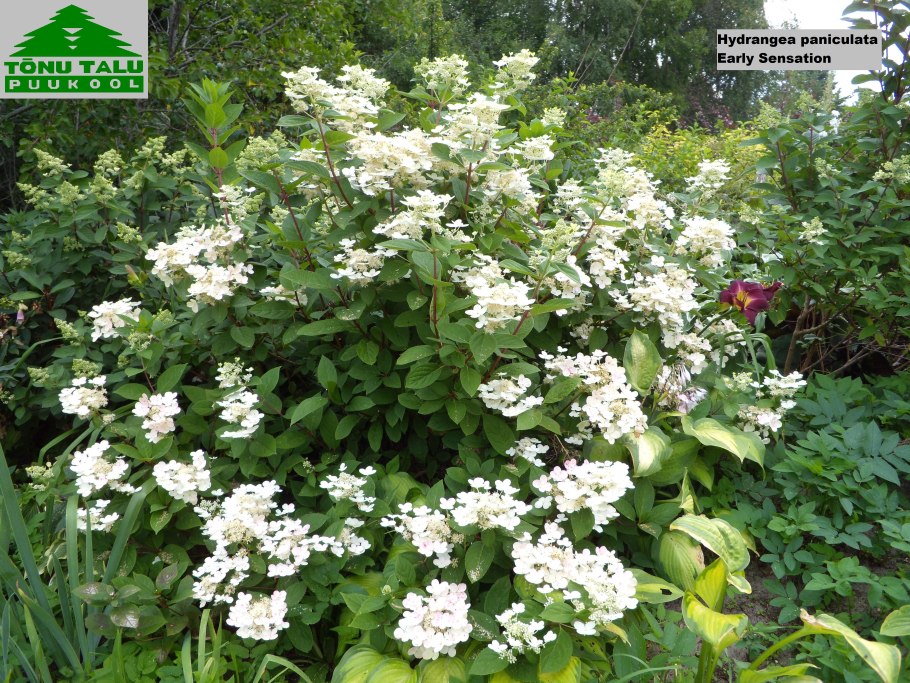 Гортензия метельчатая Эрли Гарри