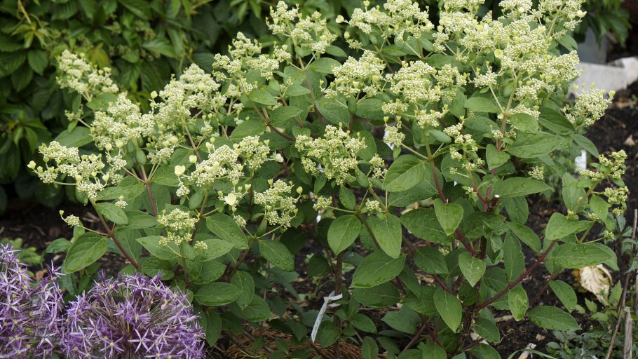 Гортензия Инфинити метельчатая