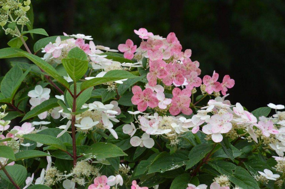 Гортензия метельчатая Эрли Сенсейшн