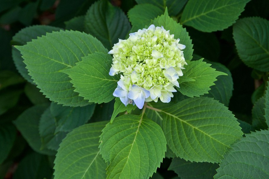 Гортензия Эрли Гарри