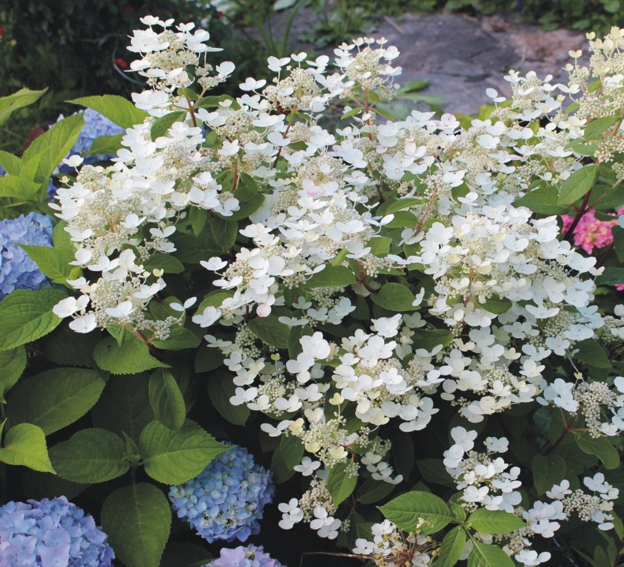 Гортензия сенсейшен метельчатая