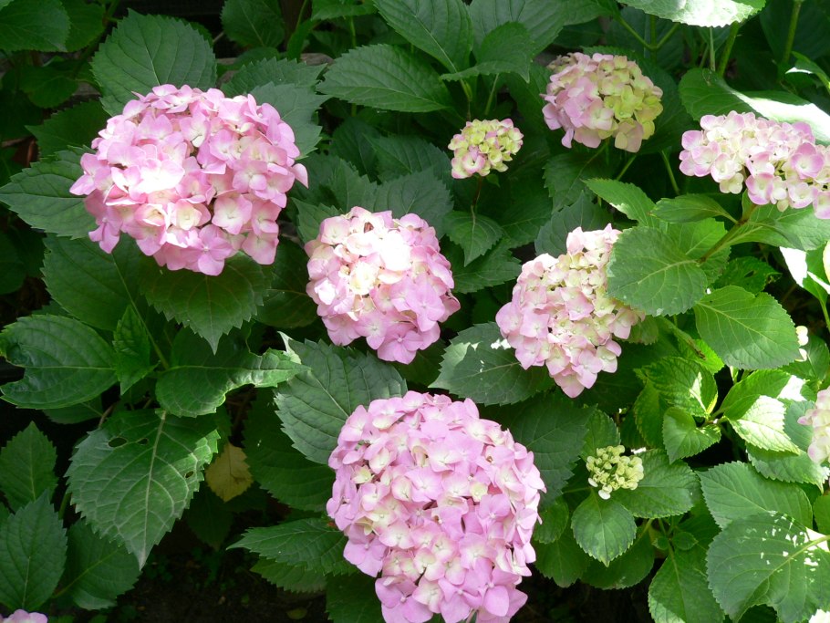 Гортензия Эрли сенсейшен