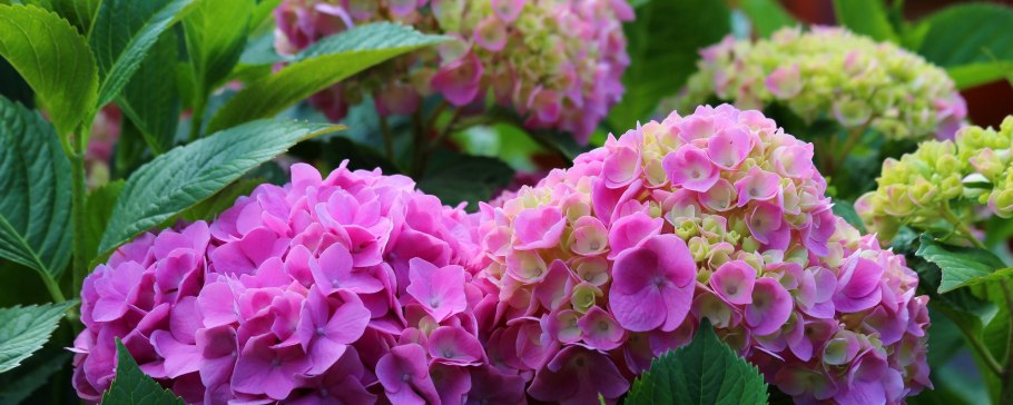 Гортензия метельчатая Гарри