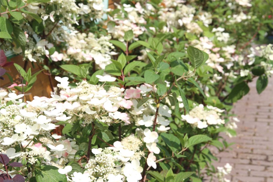 Гортензия метельчатая эрли