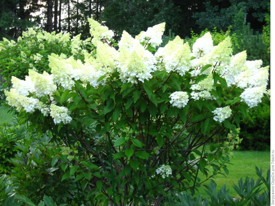 Гортензия Европа крупнолистная