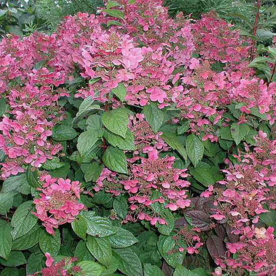 Гортензия Фрайз Мельба