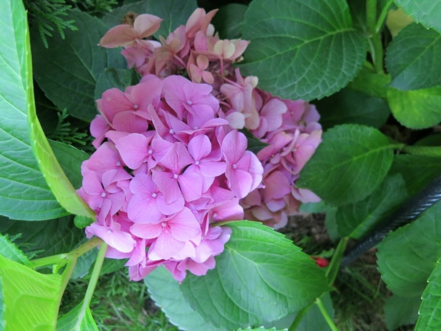 Гортензия сабрина крупнолистная