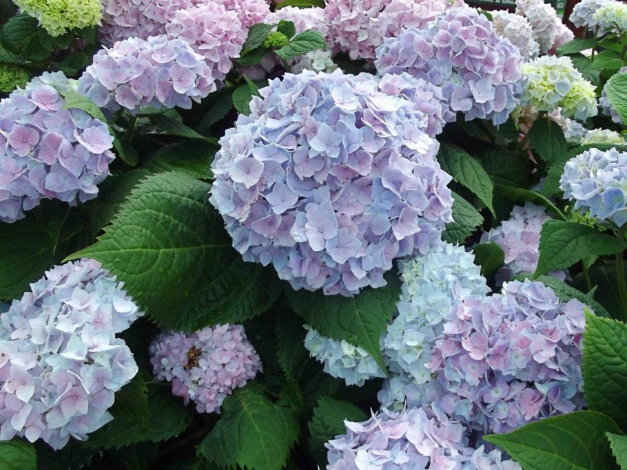 Гортензия сеэр тереза