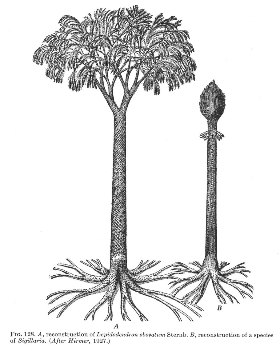 Лепидодендроны и сигиллярии