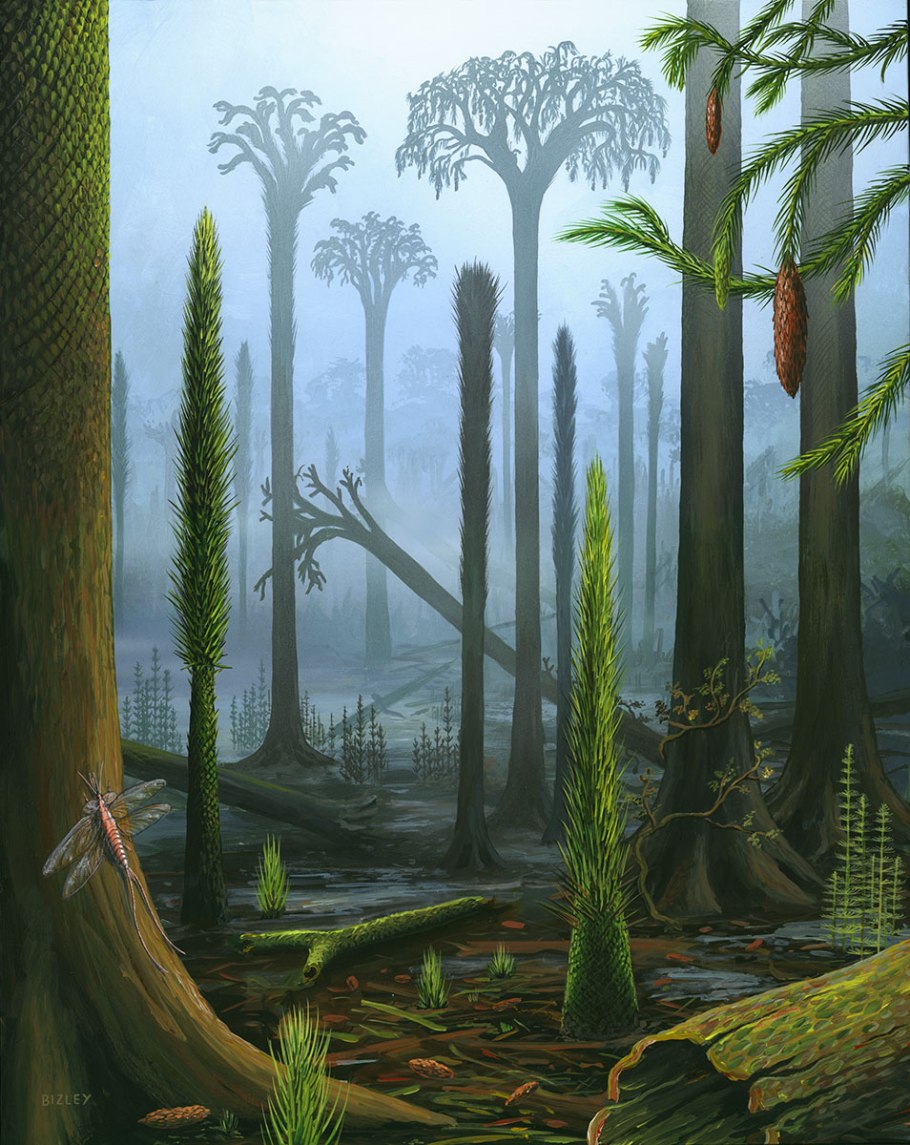 Плаун лепидодендрон