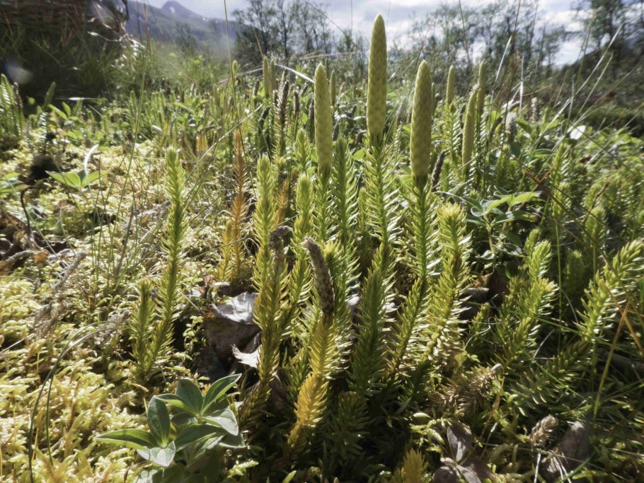 Древние Плауновидные