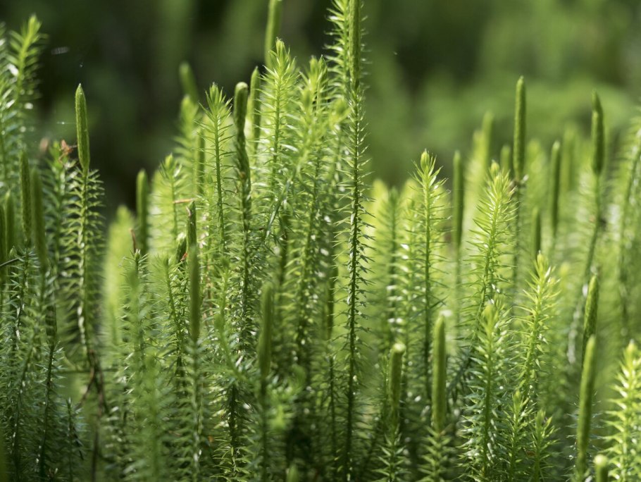 Плауновидными (Lycopodiophyta