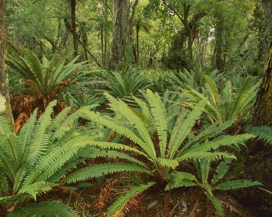 Палеофитные папоротники