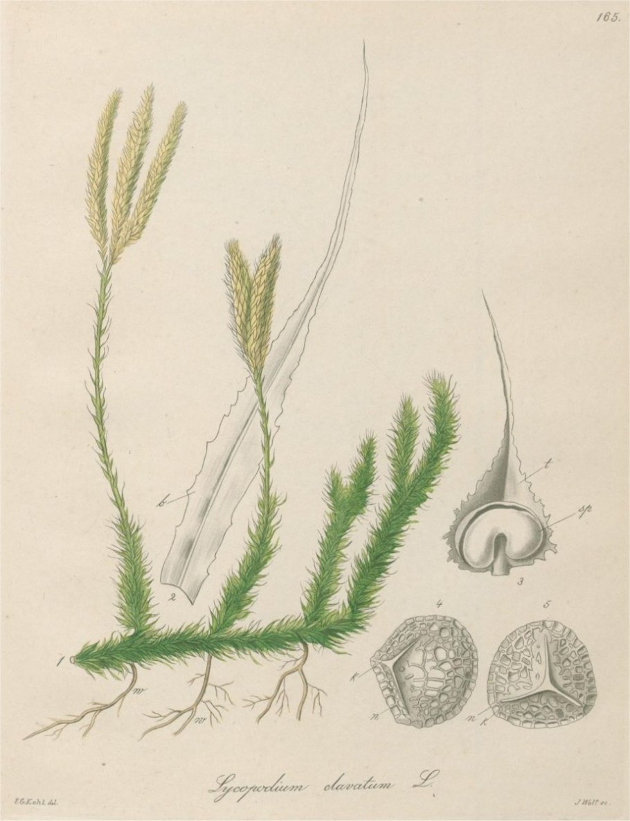 Lycopodium clavatum споры