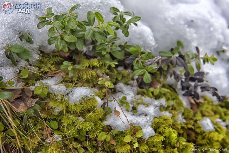 Мох и снег