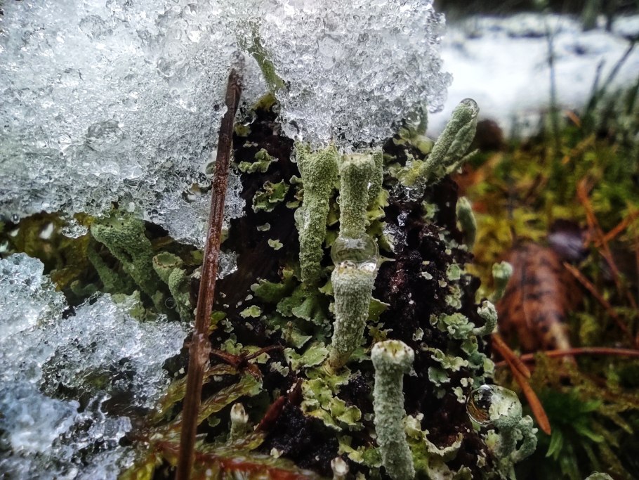 Долина мхов Карелия