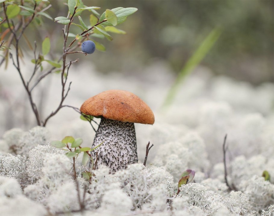 Весенние сосульки на деревьях
