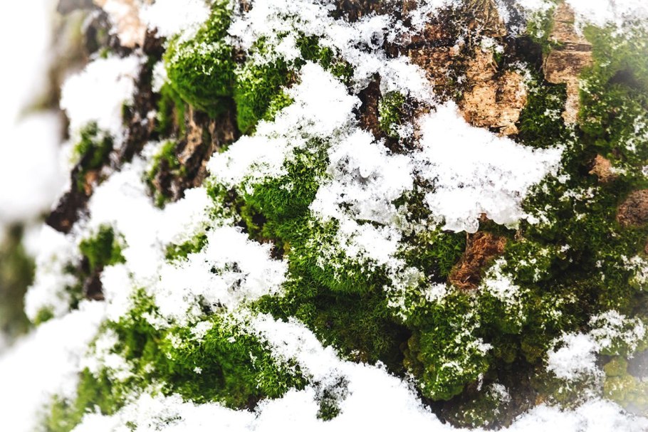 Гренландский национальный парк мох