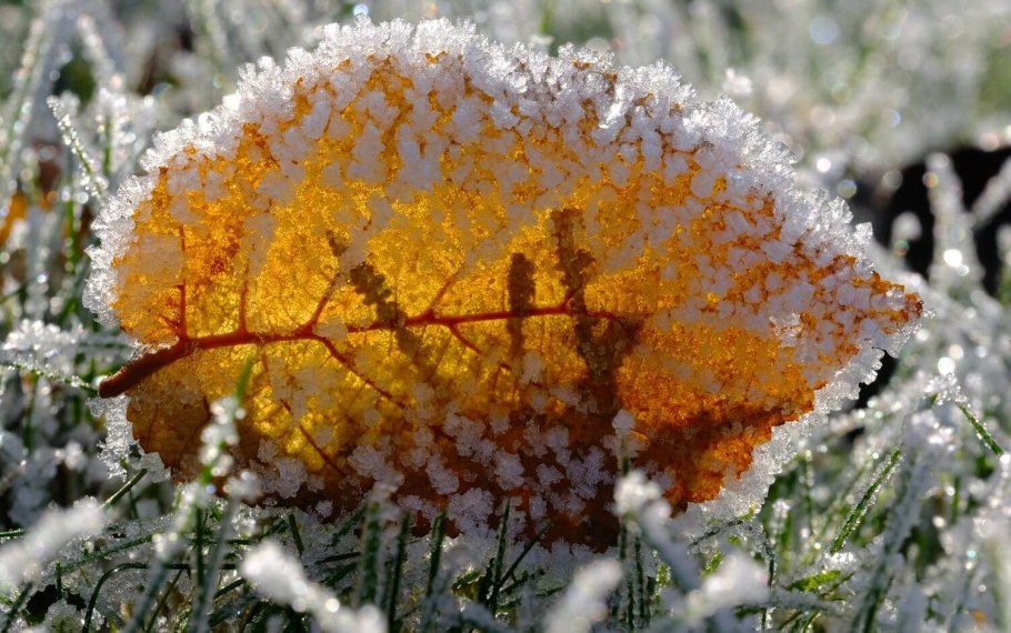 Лишайники зимой на деревьях