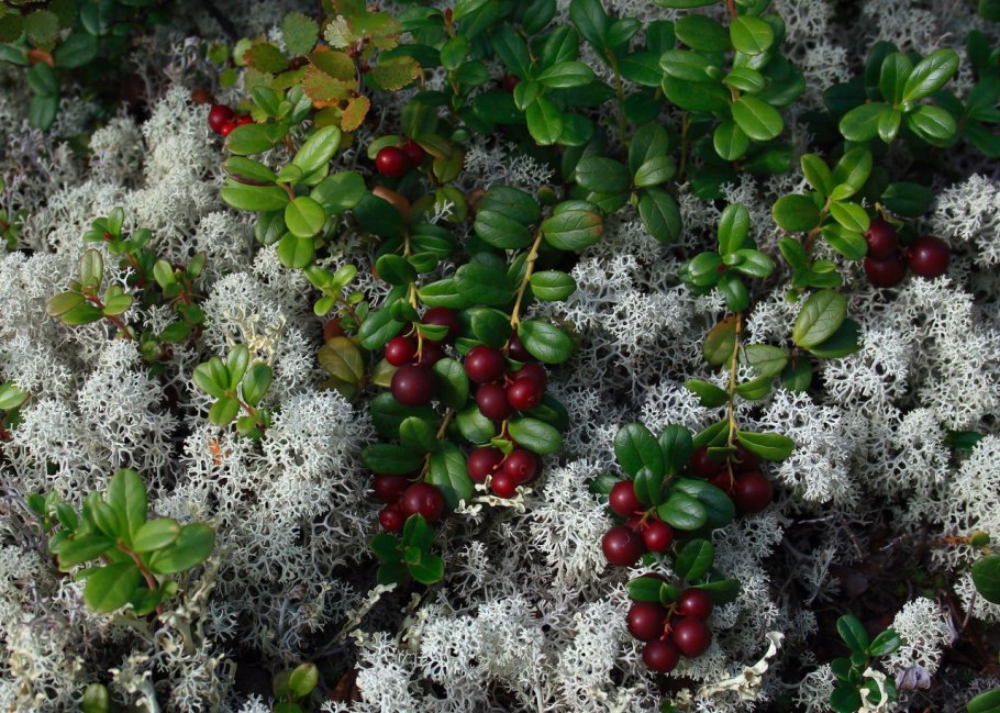 Мох во льду