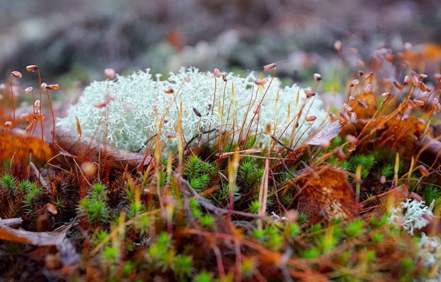 Лесной мох сфагнум осенний