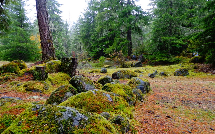 Клюква на мху