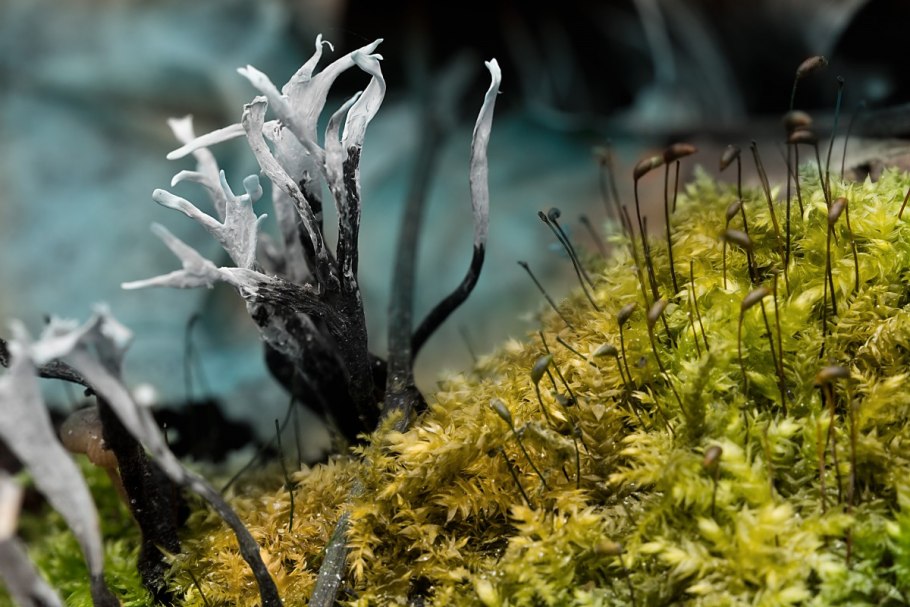 Мухоморы под снегом