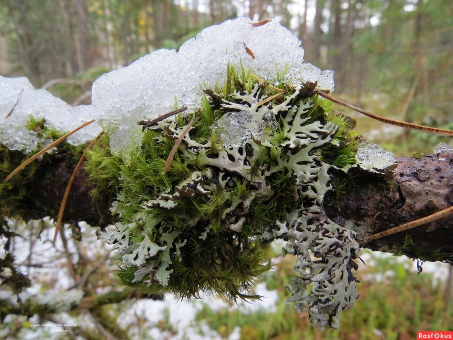 Ствол дерева зима