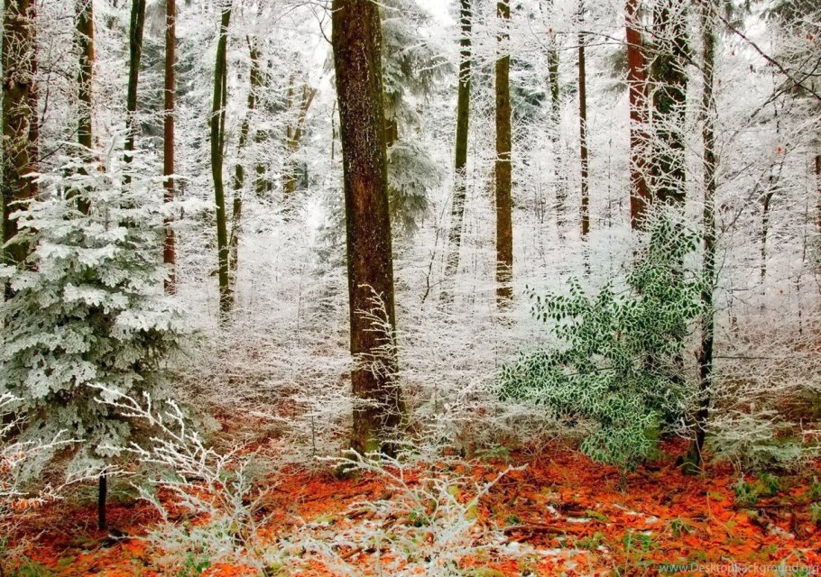 Святовский мох остров