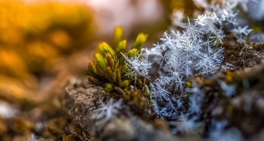 Лес зима Весна