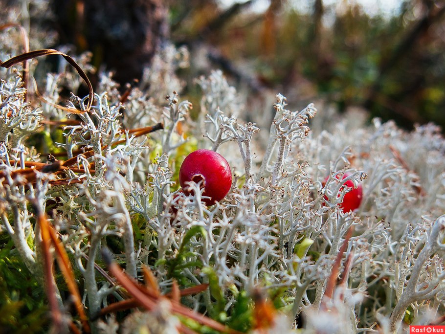 Лишайники Баргузинский заповедник
