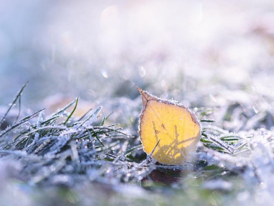 Листопад в снегу