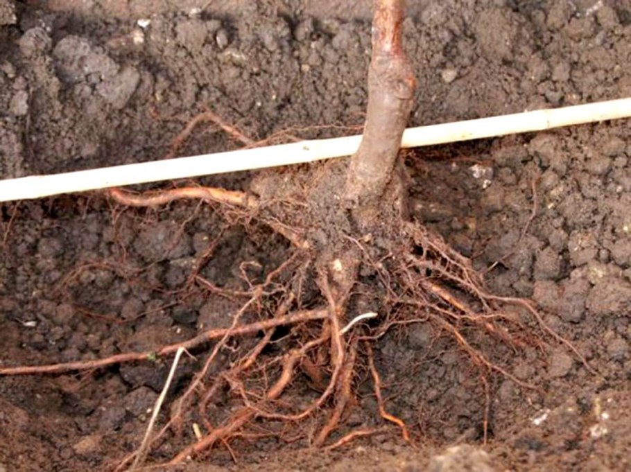 Росяные корни винограда