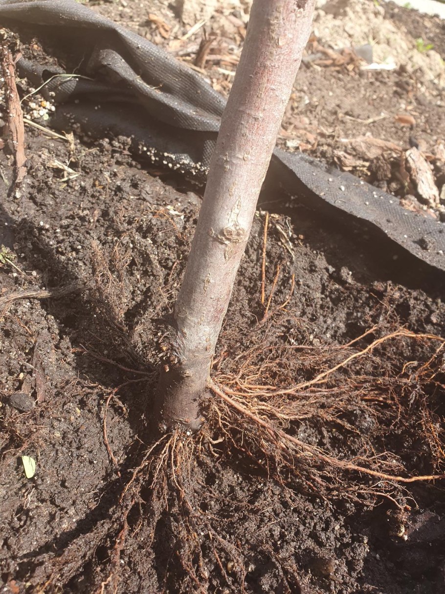 Схема посадки саженца яблони