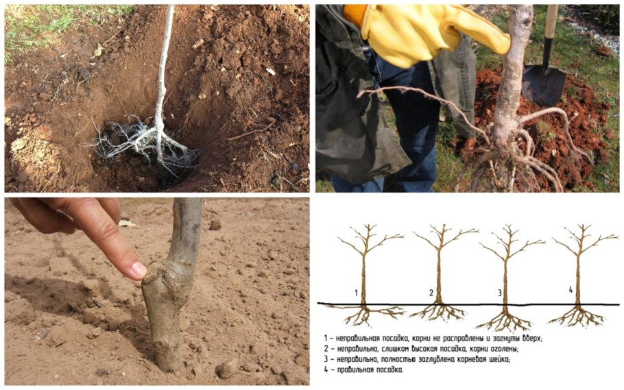 Общая схема обрезки плодовых деревьев