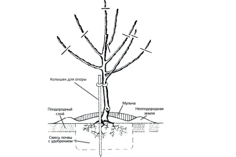 Корневая поросль вишни