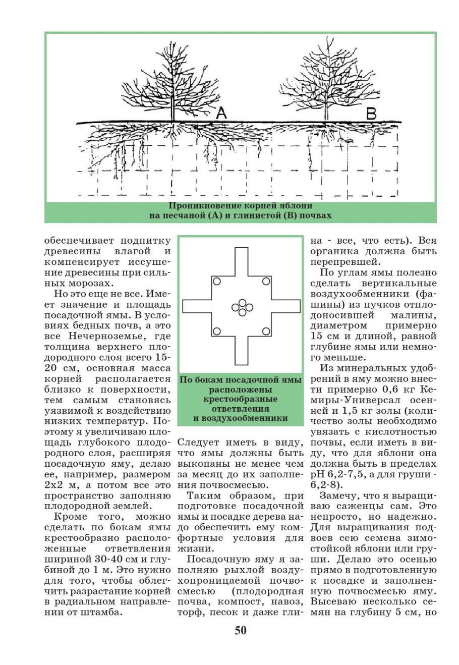 Корневая система яблон