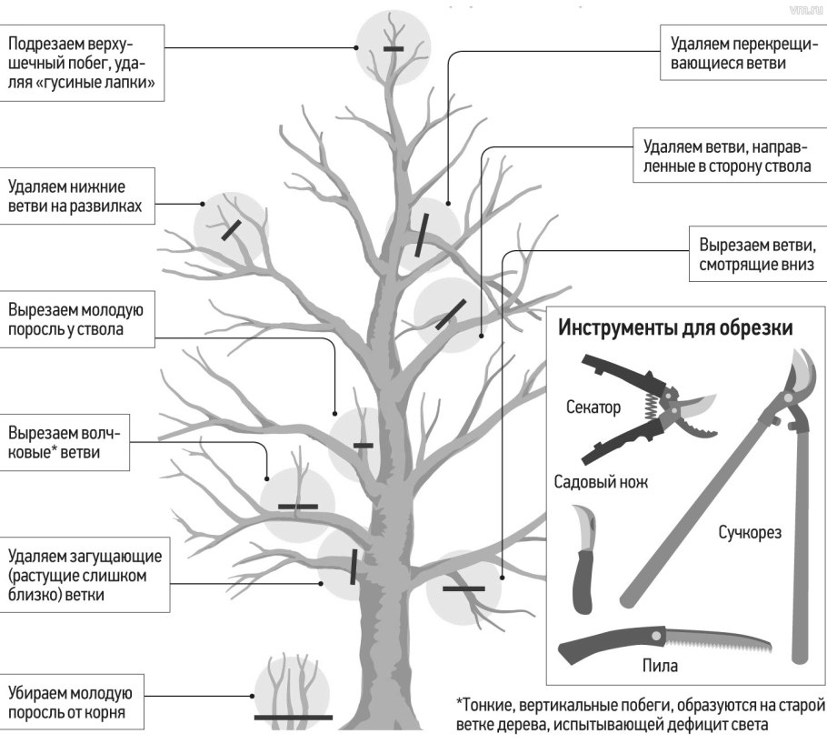 Схема посадки саженца яблони