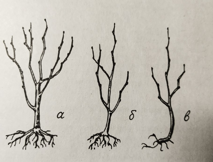 Схема посадки саженца яблони