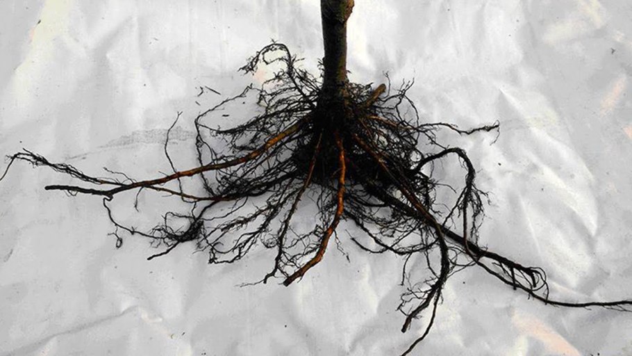 Каштан конский корневая