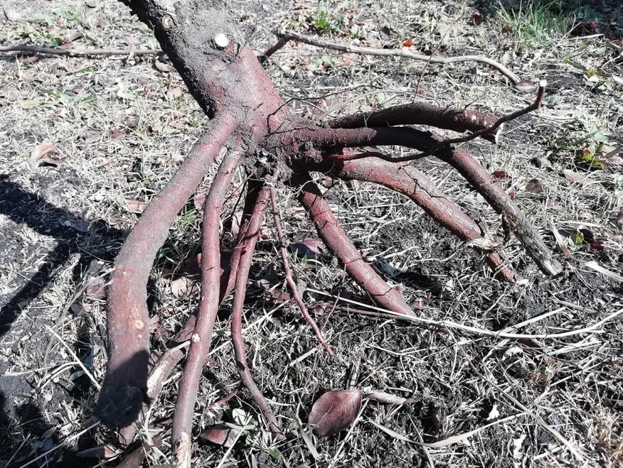 Корневая система яблони глубина