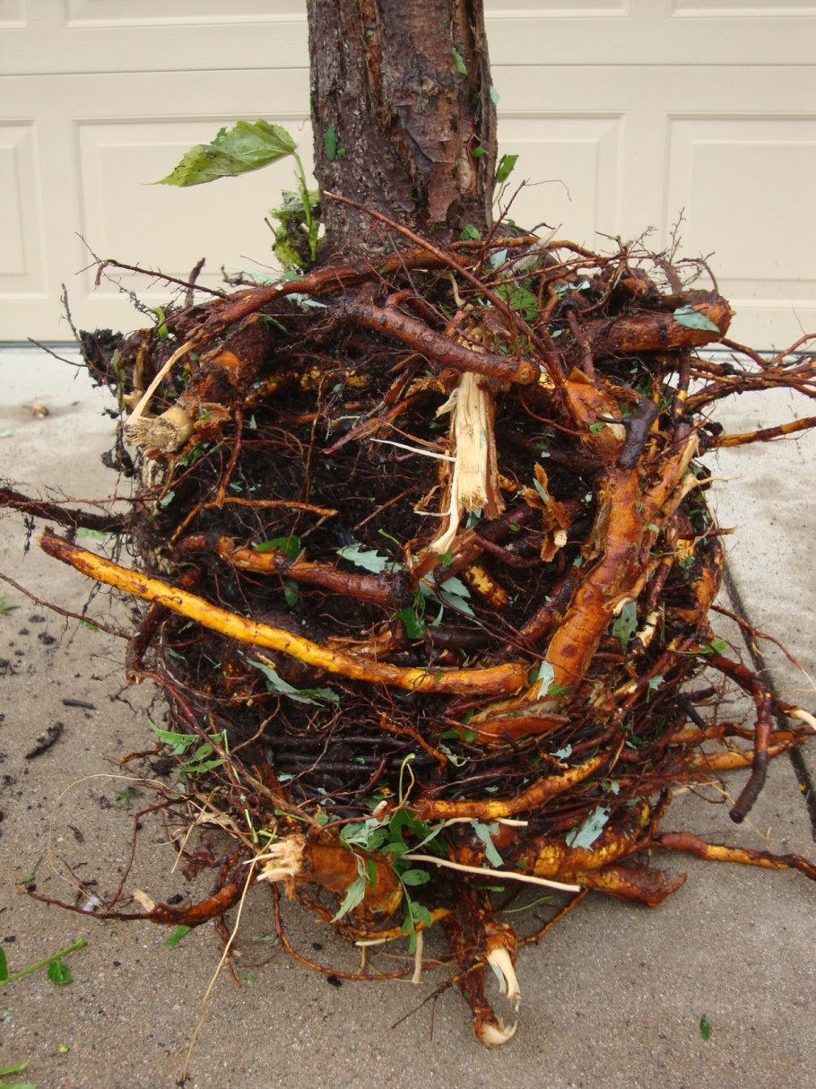 Ствол саженца яблони