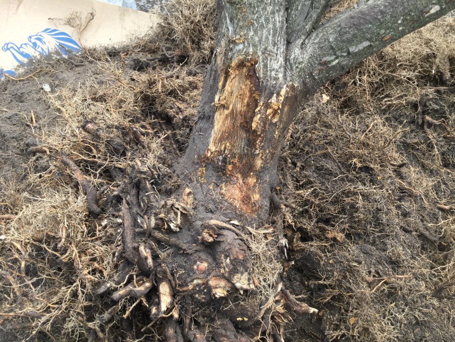 Высаживание саженцев яблони