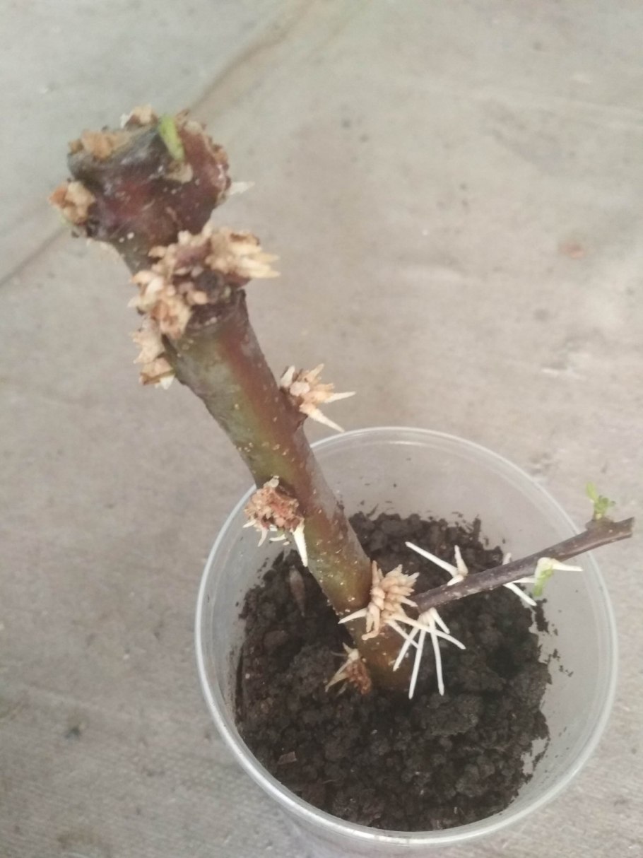 Дерево с корнями и плодами