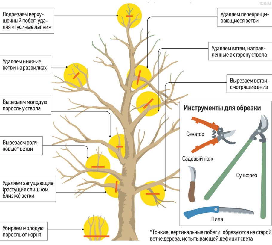 Корневая система каштана