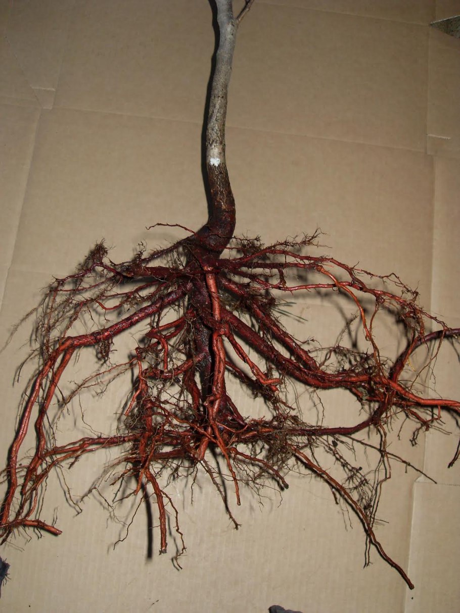 Морозобоины коры плодовых деревьев