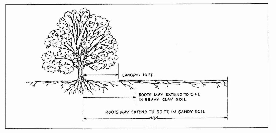 Схема посадки саженца яблони