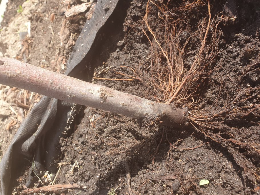 Саженец яблони с корнями