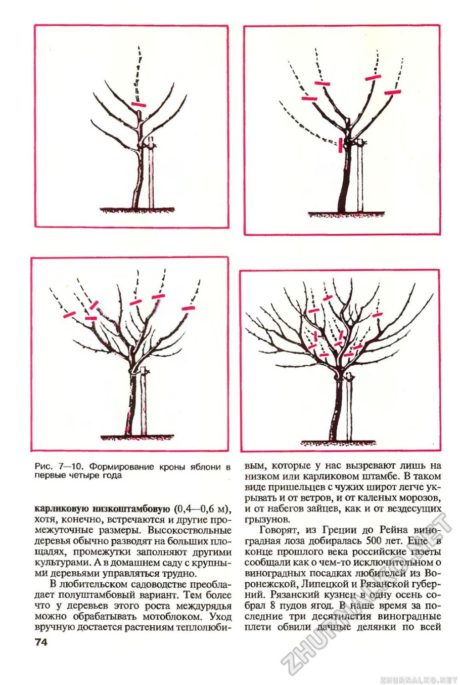 Цитоспороз груши